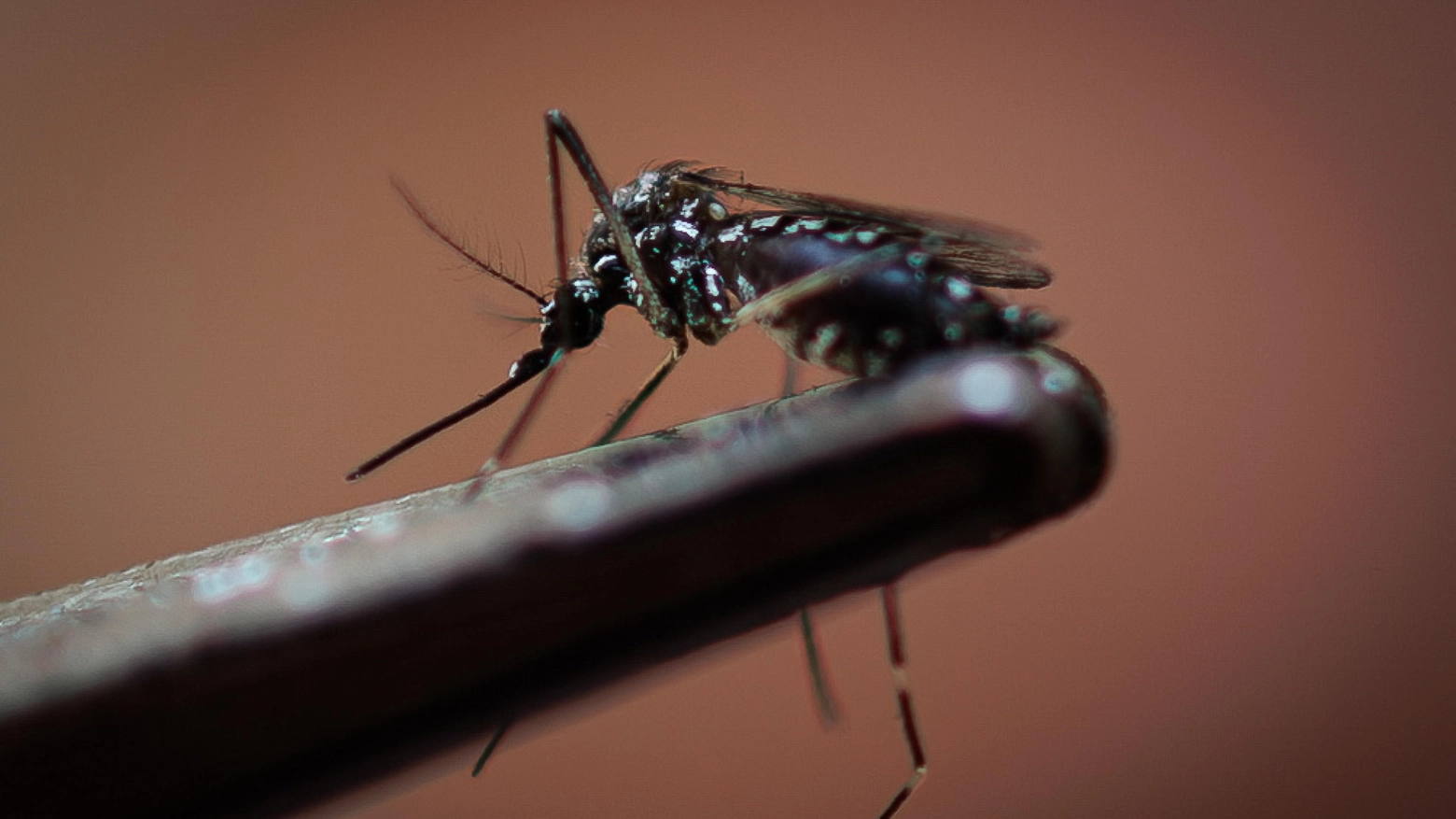 Dengue, numerosi casi in Brasile. Anche l'Emilia Romagna mette in campo il piano per combattere la proliferazione delle zanzare che veicolano la malattia