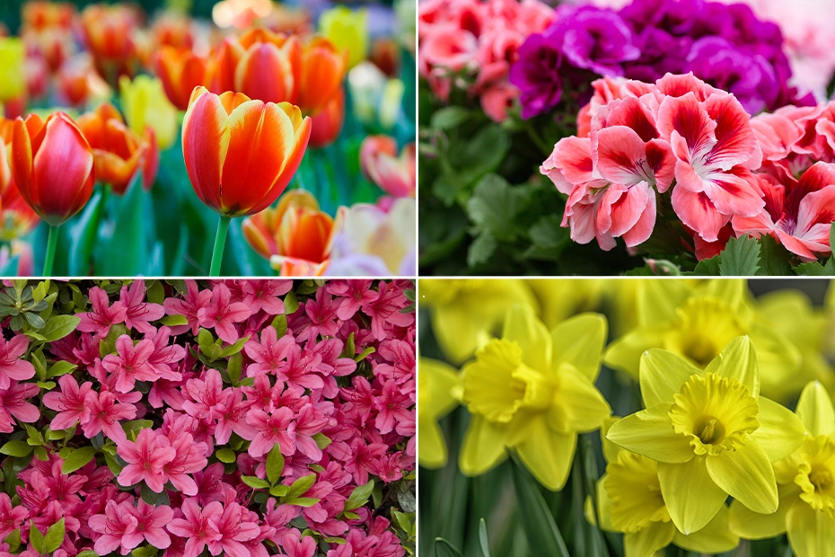 Lo spettacolo dei balconi fioriti entra nel viso della stagione primaverile: tra i fiori da piantare tulipani, gerani, begonie, azalee e narcisi