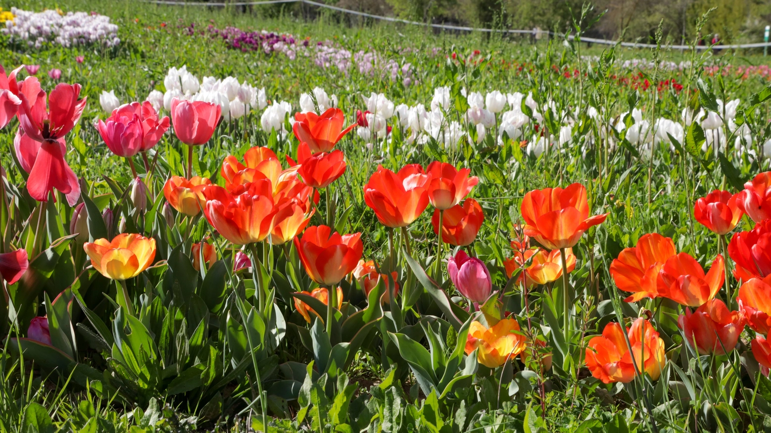 In Emilia-Romagna sono presenti iniziative per il periodo di fioritura di tulipani