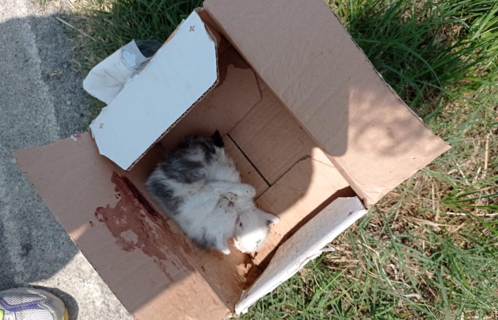 Cinque gatti abbandonati in un fosso dentro scatoloni: due sono morti Cinque gatti abbandonati in un fosso dentro scatoloni: due sono morti