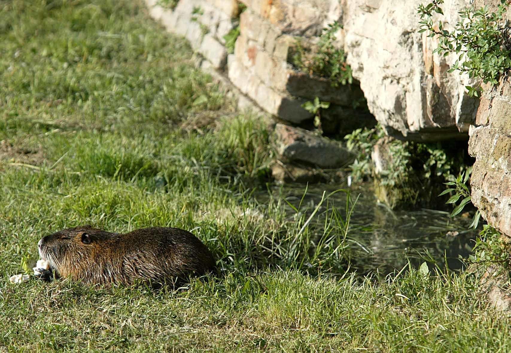 Distrutte le gabbie anti nutrie: blitz degli animalisti tra Copparo e Codigoro