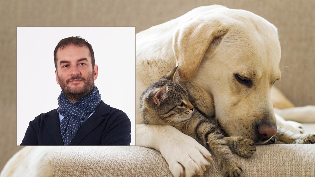 Il veterinario Unibo risponde: diabete cani e gatti, quali sono i sintomi e le cure
