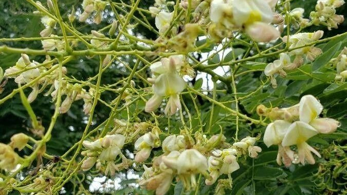 La pianta di Sofora, appartenente alla famiglia delle leguminose, è coltivata per la sua eleganza e resistenza. Con fiori gialli e legno pregiato, è sensibile al freddo e agli attacchi di parassiti.