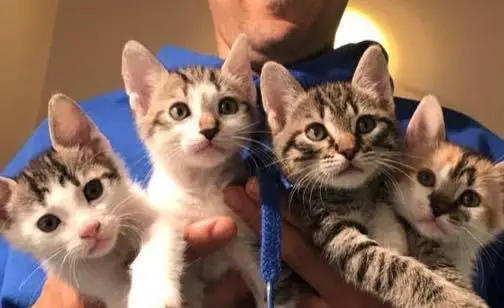 "Ancora troppi i gatti abbandonati"
