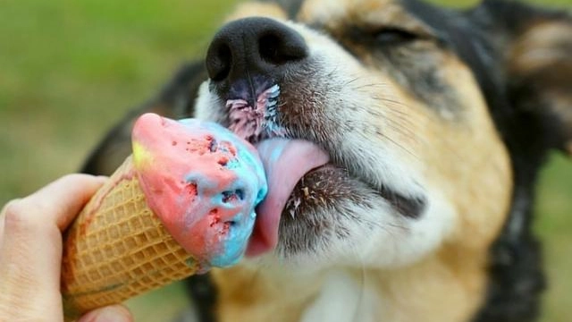 Anche i cani hanno il loro gelato: a Ravenna si può