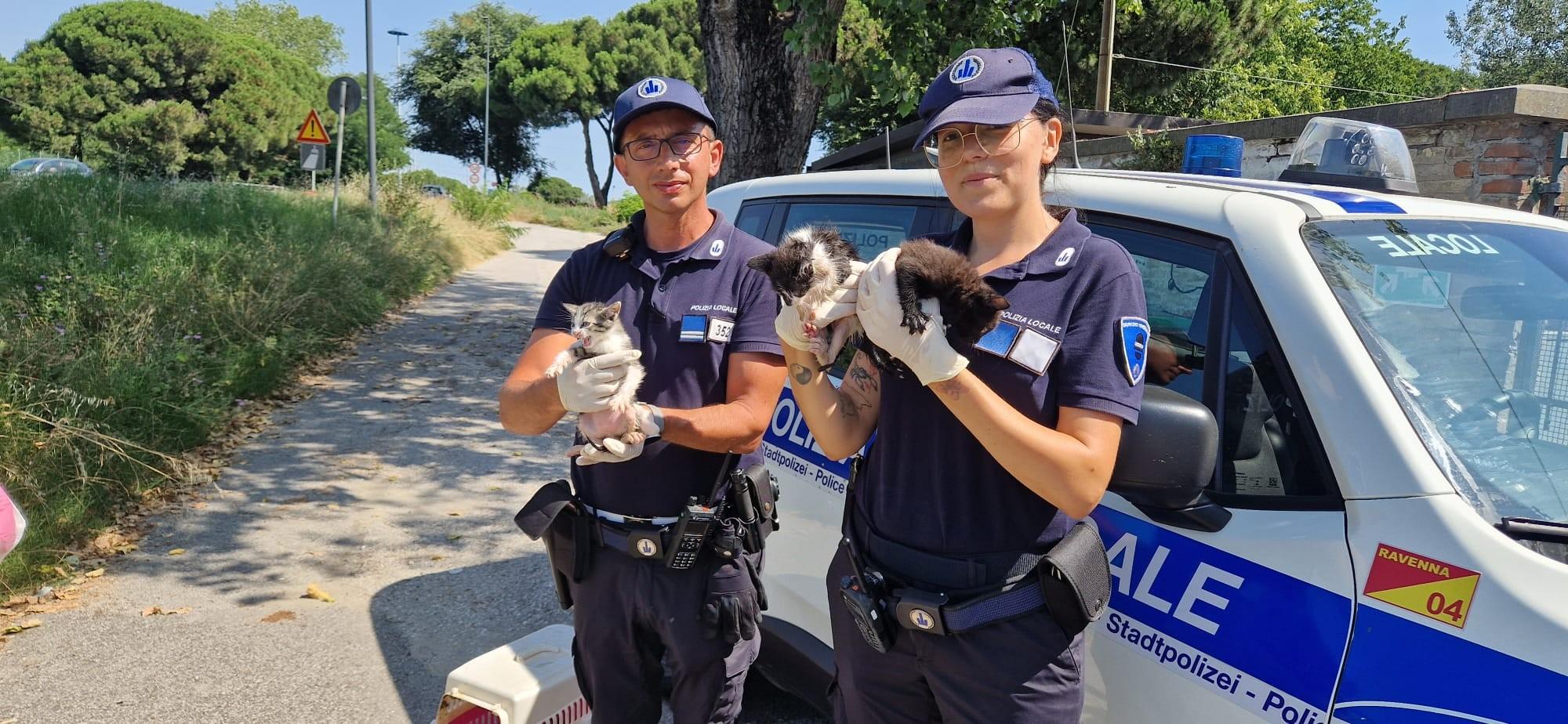 tre gattini abbandonati e un cane lasciato legato al sole salvati dalla polizia locale