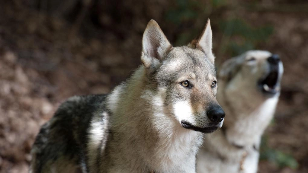 "Due cani lupo liberi in strada. Noi residenti abbiamo paura"