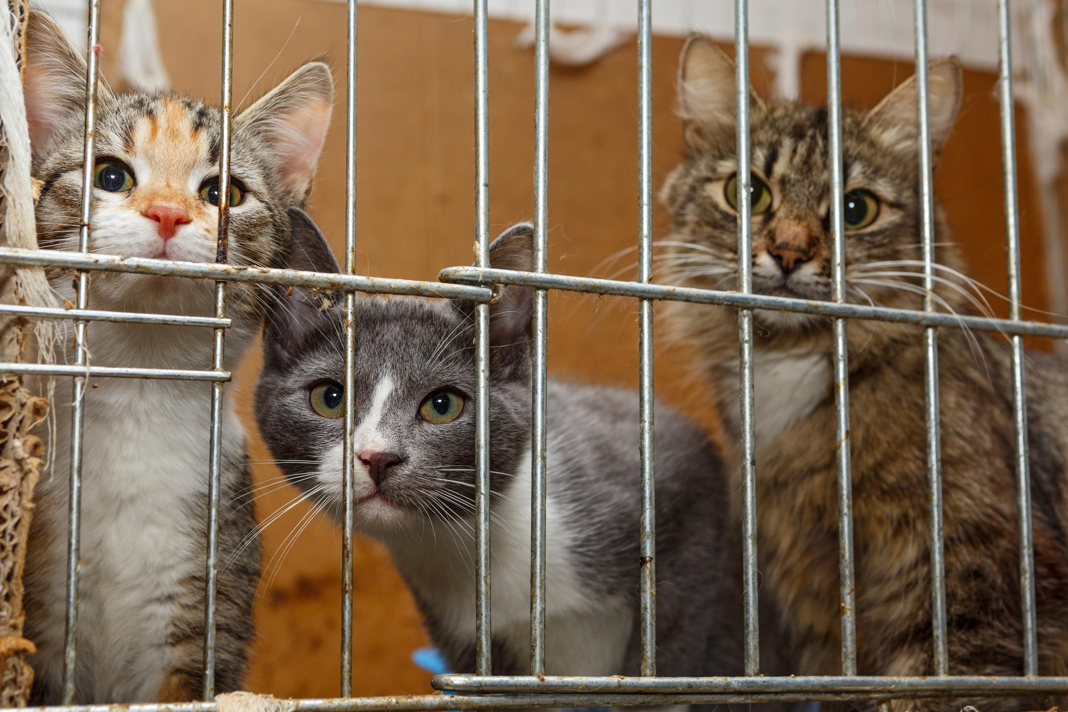 Parvovirosi finita da Ilrestodelcarlino.it Parvovirosi finita l’epidemia | riapre il gattile di Bologna