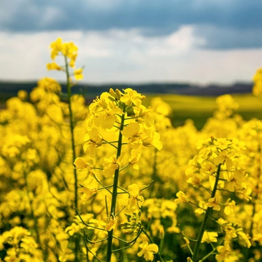Fiori gialli nei campi: cosa sono e perché vengono coltivati