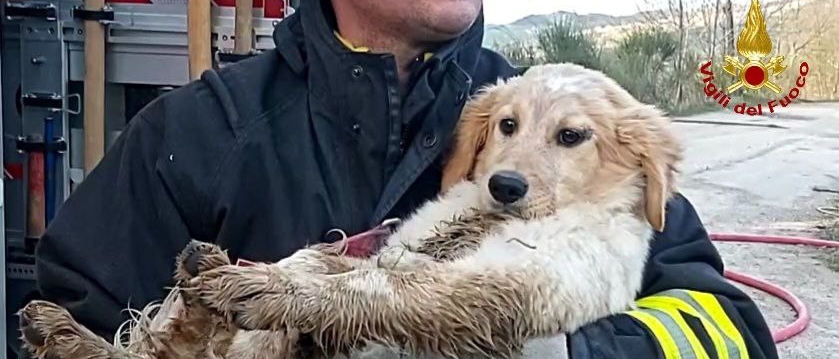 Cagnolina di pochi mesi rimane intrappolata in un tubo di scolo: salvata dai vigili