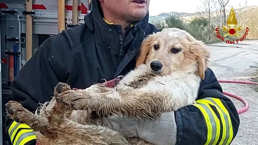 La cagnolina tra le braccia di uno dei Vigili del Fuoco, impaurita ma finalmente al sicuro