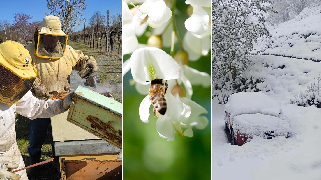 Gli effetti del freddo tardivo di aprile sulle api e sulla produzione di miele. Nella foto a sinistra, Pietro Milippi in azione con il figlio