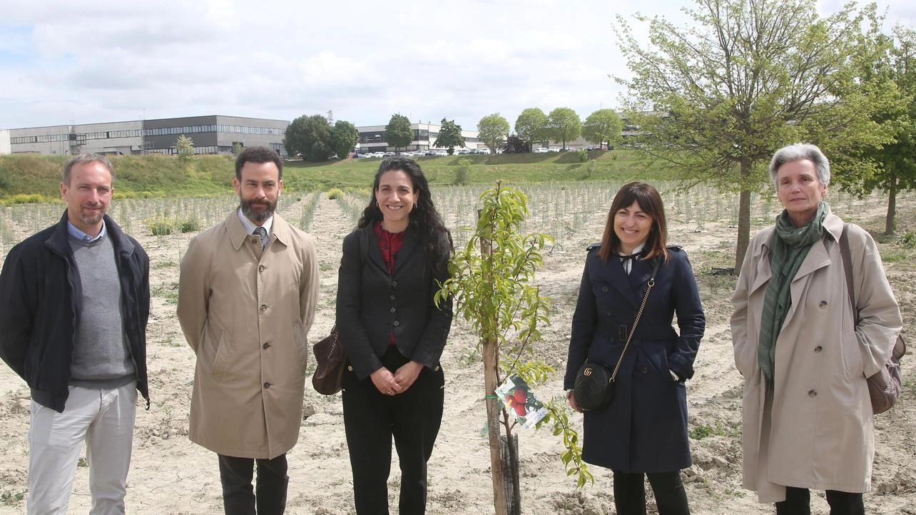 Inaugurato il bosco urbano: "Tremila alberi a Martorano,  nostra sentinella sull’ambiente"