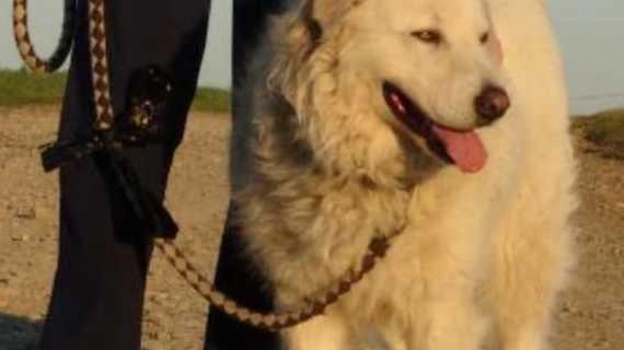 Cani di grossa taglia abbandonati: "Serve un patentino per chi adotta"