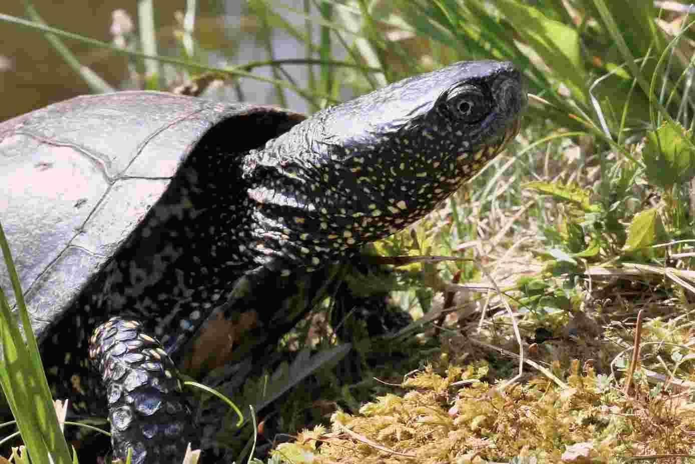 “Non lasciate libere le tartarughe aliene: pericolose per l’habitat” “Non lasciate libere le tartarughe aliene: pericolose per l’habitat”