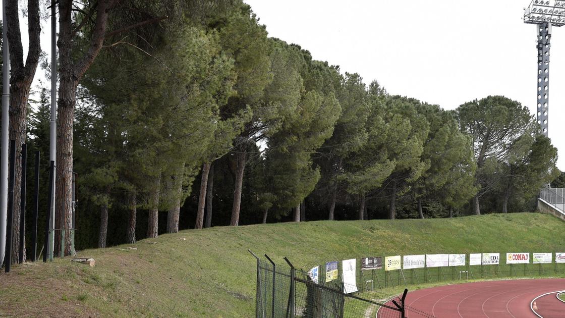 La giunta sott’accusa: "Stadio e via Roma: tagliare gli alberi è inaccettabile"