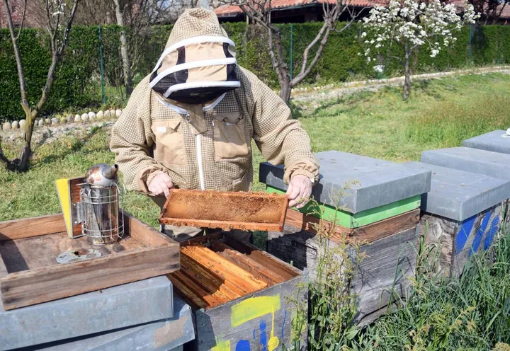 Un apicoltore tra le arnie (foto di repertorio)