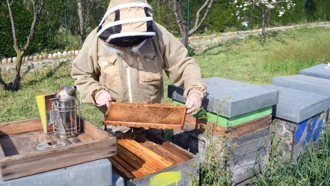 Un apicoltore tra le arnie (foto di repertorio)