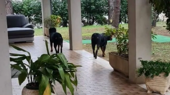 I due cani scorrazzavano liberi davanti all'abitazione della famiglia Briganti 