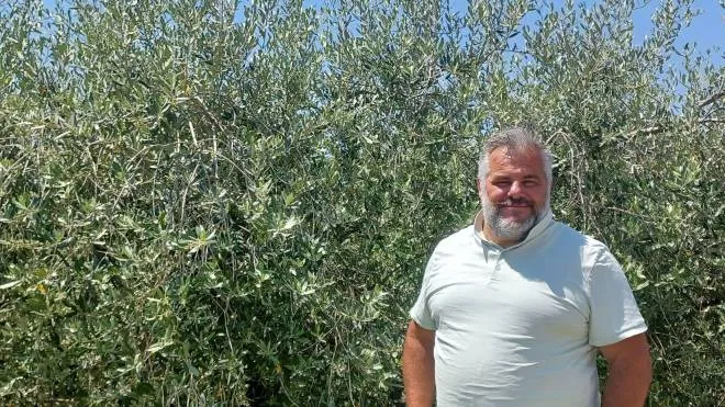 Enrico Giunchi, titolare dell’azienda ‘Terre Giunchi’, davanti ai. suoi ulivi