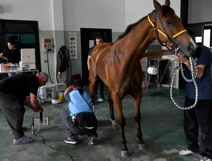 I cavalli si preparano alla corsa di domenica (foto Businesspress)