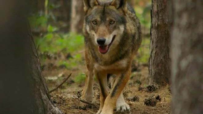 Un lupo (foto d’archivio)