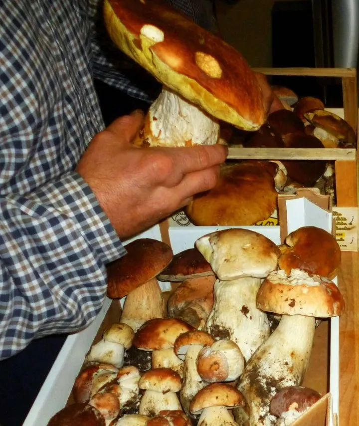 Nelle ultime settimane si è assistito a una crescita significativa di funghi porcini in Appennino