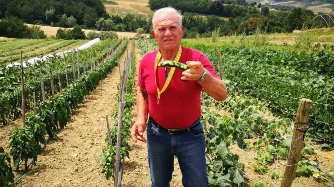 L’agricoltore Mario Conficconi mostra una zucchina danneggiata dalle cavallette
