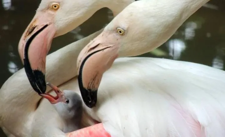 I baby fenicotteri rosa nati al Paco Zoo
