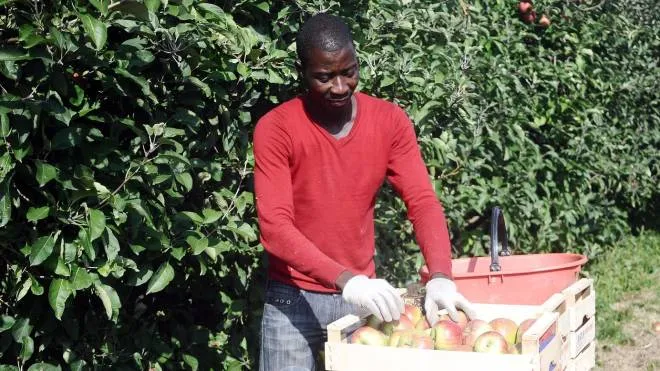 Un lavoratore immigrato raccoglie frutta (foto di repertorio)