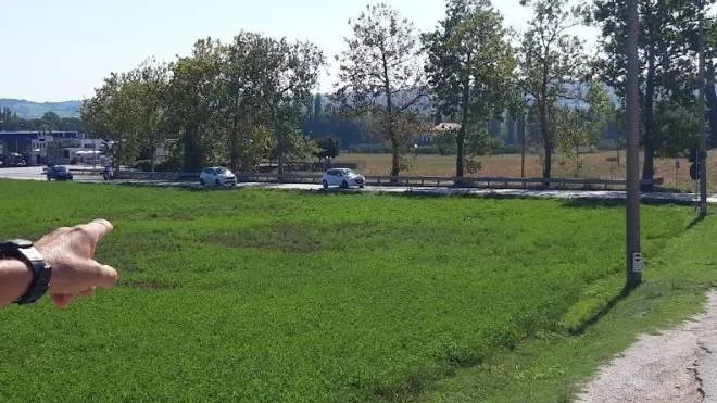 A sinistra il campo sull’urbinate, a pochi metri da strada Selva Grossa, dove Autostrade farà la rotatoria