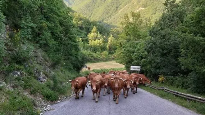 Le mucche nella zona del monte Nerone. Gli allevamenti soffrono