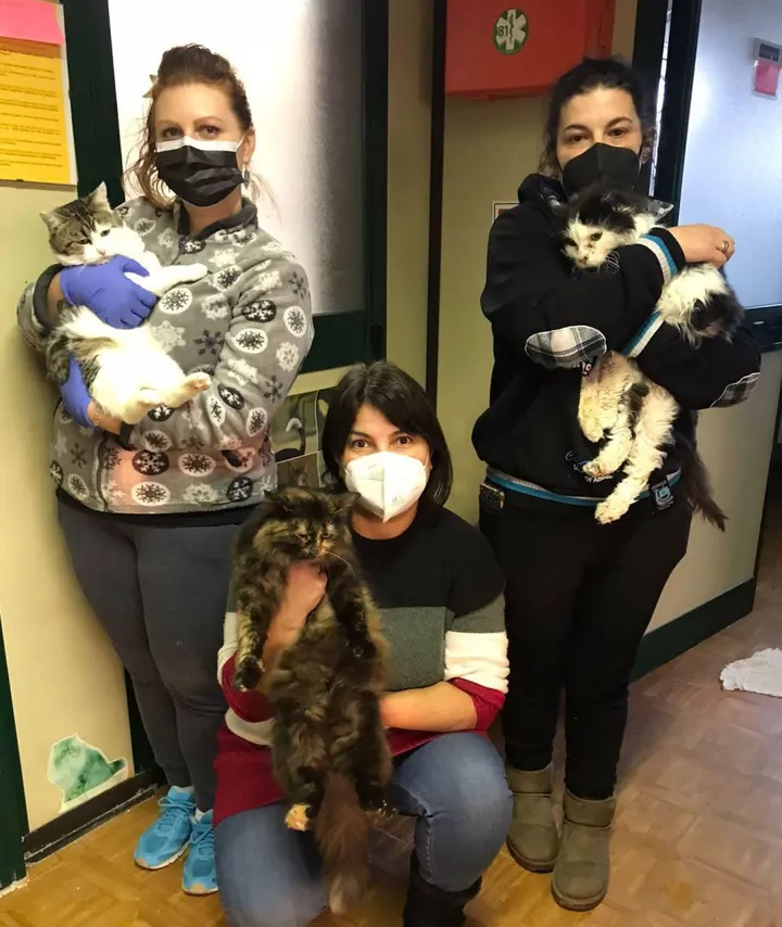 Volontarie dell’Enpa con alcuni dei gatti curati in passato nel gattile situato a Bizzuno