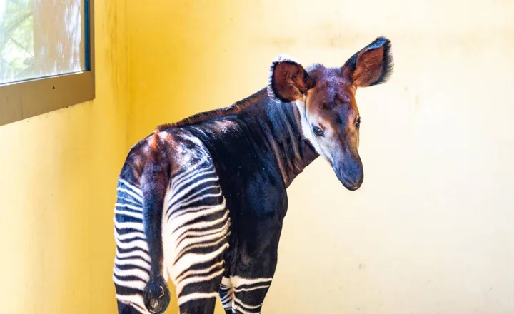 Italo, il primo cucciolo di okapi nato in Italia e proprio a Falconara