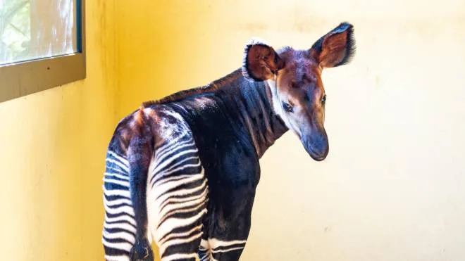 Italo, il primo cucciolo di okapi nato in Italia e proprio a Falconara