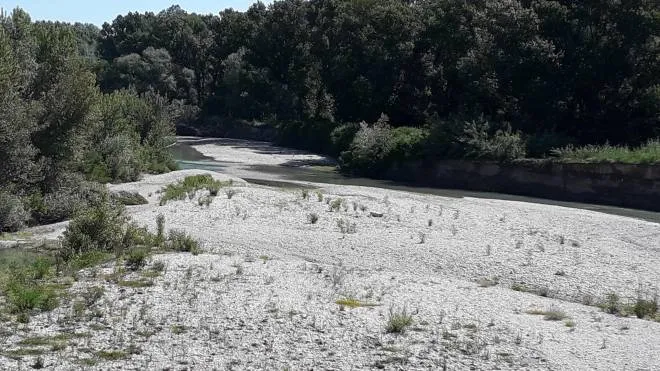 Un’immagine del fiume Metauro a secco scattata la scorsa estate (foto d’archivio)