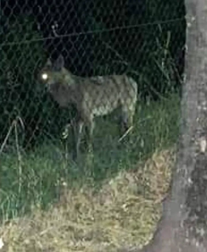Autorizzata dal Ministero della transizione ecologica la cattura del lupo