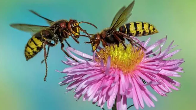 Two hornets on asters,Eifel,Germany.
Please see more similar pictures of my Portfolio.
Thank  you!