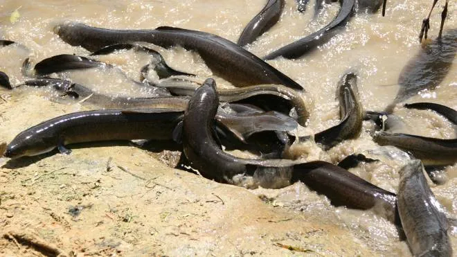 We saw this amazing display of Eels and figure there are people out there in our world that would want a shot of Eels