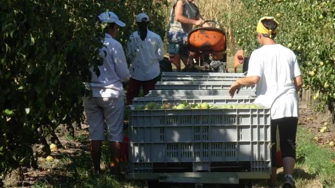 La raccolta delle pere, una delle coltivazioni principali in tutta l’Emilia-Romagna