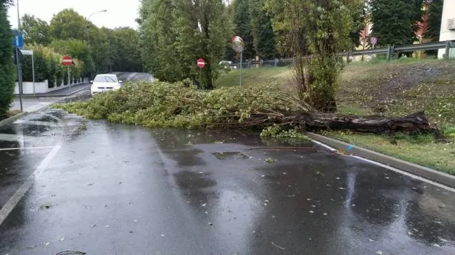 L’enorme albero abbattuto dal vento ieri mattina a Sant’Agostino, altri danni resgistrati nel Mezzano, sulla costa, a Bondeno e in città