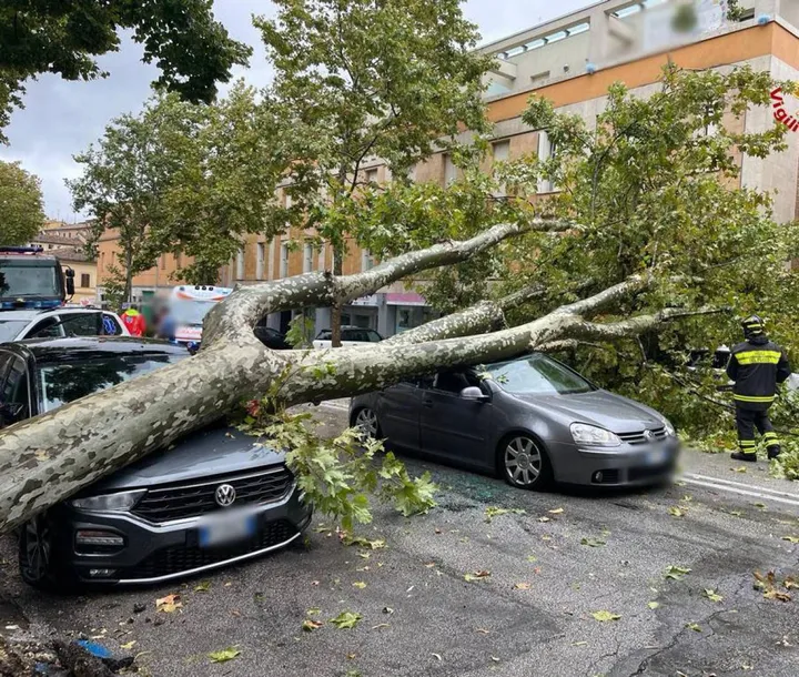 L’albero crollato su due auto lungo viale della Vittoria
