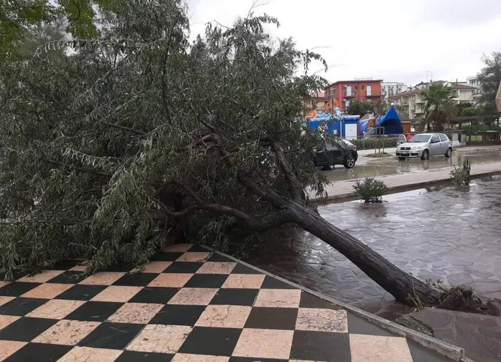 A Cesenatico le raffiche di vento hanno abbattuto molti alberi sia nelle strade cittadine, sia nei parchi e nei giardini