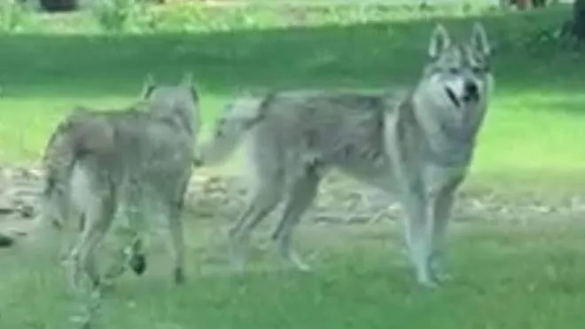 I due esemplari di cani lupo cecoslovacchi avvistati in golena a Pontelagoscuro