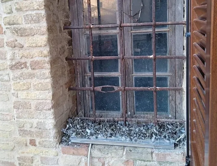 La finestra del liceo Leopardi del Palazzo Venieri riempita di escrementi