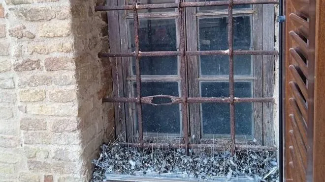 La finestra del liceo Leopardi del Palazzo Venieri riempita di escrementi