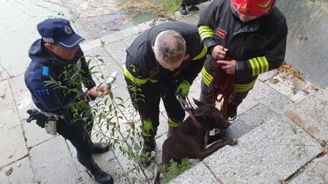 Il cane è stato salvato dai vigili del fuoco e dalla polizia locale