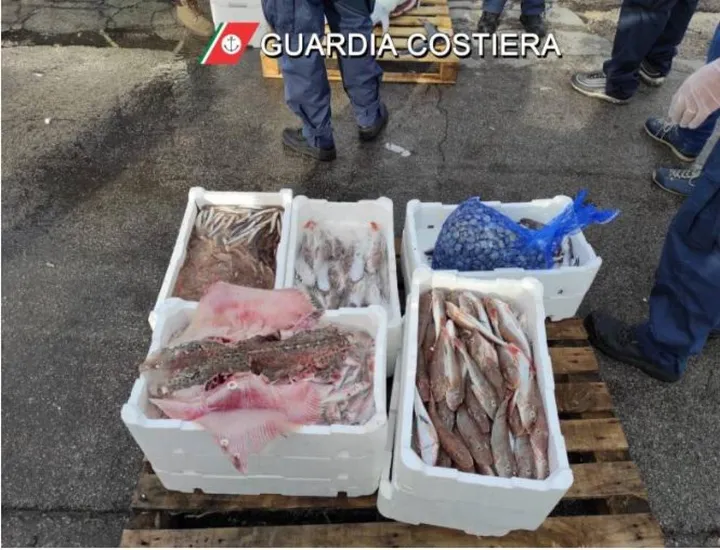 Il pesce sequestrato dalla Guardia Costiera di Ancona