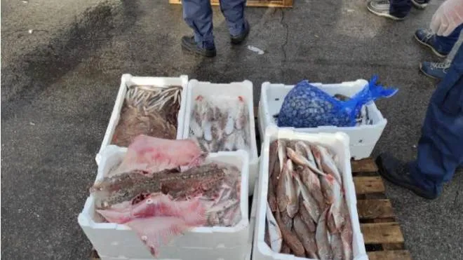 Il pesce sequestrato dalla Guardia Costiera di Ancona