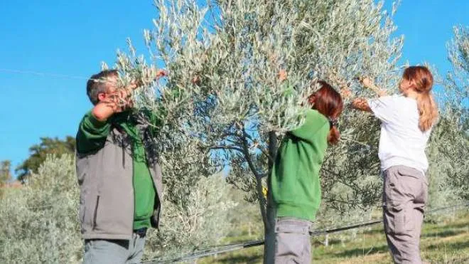 La raccolte delle olive sulle colline di Varignana; la stagione ha favorito la maturazione dei frutti